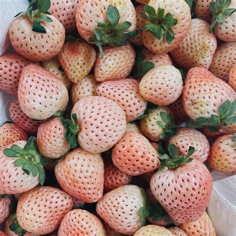 White strawberries. Things To Know About White strawberries. 